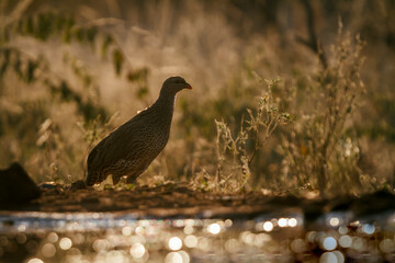 Natal francolin in backlit along waterhole at dawn in Greater Kruger National park, South Africa ; Specie Pternistis natalensis family of Phasianidae