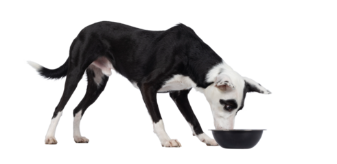 Cute black with white Podenco mix dog, standing side ways eating or drinking from black bowl. Looking towards bowl away from camera. Isolated cutout on a transparent background.