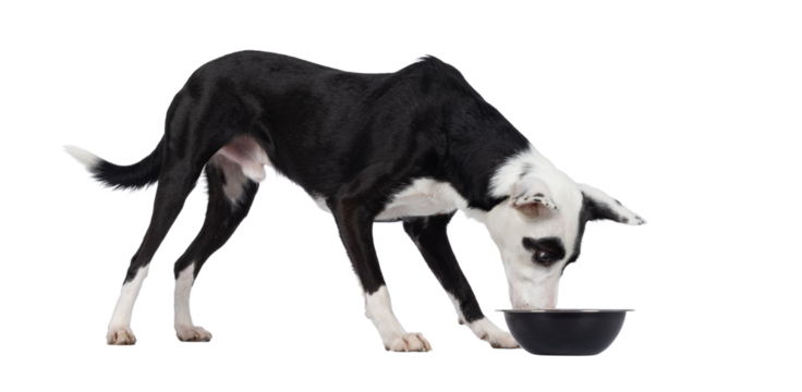 Cute black with white Podenco mix dog, standing side ways eating or drinking from black bowl. Looking towards bowl away from camera. Isolated cutout on a transparent background.