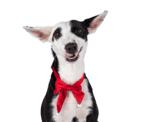 Funny head shot of handsome black with white Podenco mix dog, sitting up wearing red vevet Christmas bow tie around neck. Looking towards camera. Isolated cutout on a transparent background.