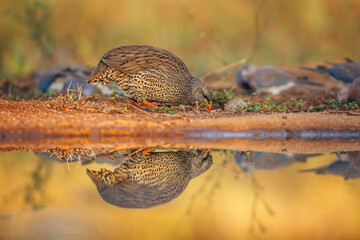 Natal francolin eating along waterhole with reflection in Greater Kruger National park, South Africa ; Specie Pternistis natalensis family of Phasianidae