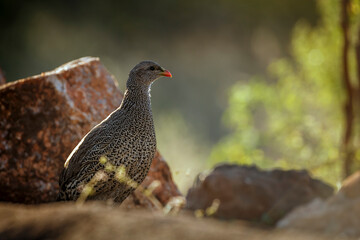Natal francolin backlit portrait behind stones in Greater Kruger National park, South Africa ; Specie Pternistis natalensis family of Phasianidae