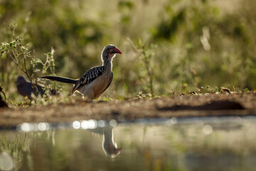 Southern Red billed Hornbill standing backlit front view along waterhole in Greater Kruger National park, South Africa ; Specie Tockus rufirostris family of Bucerotidae