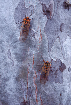 Two Masked Devil Cicadas on Scribbly Gum bark