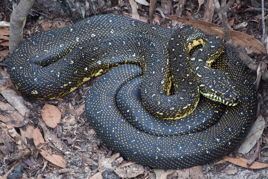 Diamond Python (Morelia spilotes)