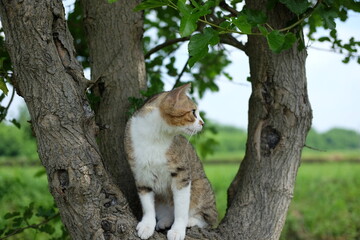 gatto sull'albero