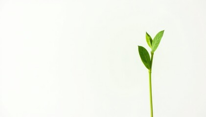 Single stem of a small green plant isolated on white background, isolation, simple, leaves