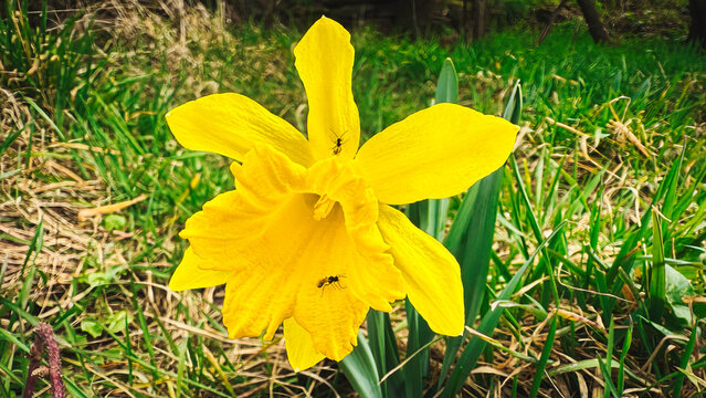 Yellow daffodil