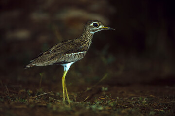 Water thick-knee in ground level in the night  in Greater Kruger National park, South Africa ;...
