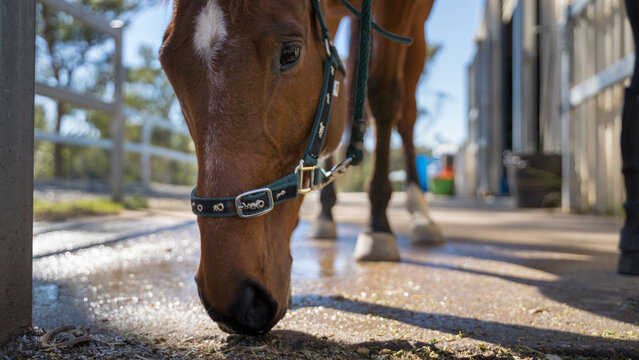 Close up of horse sniffing ground - Powered by Adobe