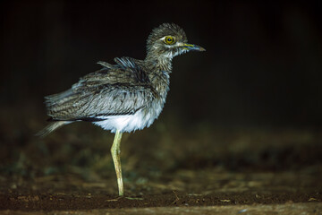 Water thick-knee in ground level in the night  in Greater Kruger National park, South Africa ; Specie Burhinus vermiculatus family of  Burhinidae