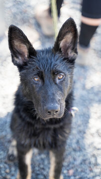 Close up of Alsatian puppy