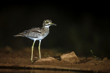 Water thick-knee standing along waterhole by night in Greater Kruger National park, South Africa ; Specie Burhinus vermiculatus family of  Burhinidae 