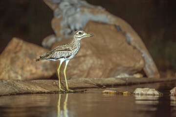 Water thick-knee standing in waterhole by night in Greater Kruger National park, South Africa ; Specie Burhinus vermiculatus family of  Burhinidae