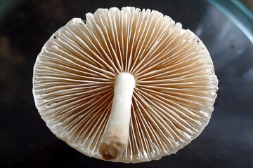 Underside of mushroom cap radial gill pattern low