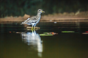 Water thick-knee standing in waterhole by night in Greater Kruger National park, South Africa ;...