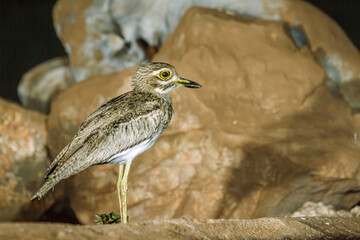 Water thick-knee standing in front of rocks in Greater Kruger National park, South Africa ; Specie Burhinus vermiculatus family of  Burhinidae