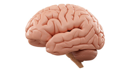 Isolated Human Brain Anatomical Model