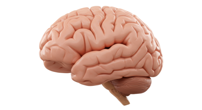 Isolated Human Brain Anatomical Model