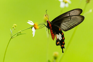 Close-up of a Adamson’s Rose  butterfly feeding on a small white wildflower with a vibrant green background, capturing a peaceful moment in nature...
