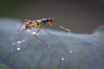 Close-up of a Stilt-legged fly standing on a leaf, with water droplets nearby and a soft blurred background...