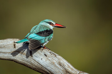 Woodland kingfisher standing on a log isolated in natural background in Greater Kruger National park, South Africa ; specie Halcyon senegalensis family of Alcedinidae