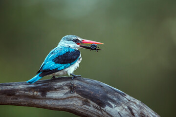 Woodland kingfisher with a dung  bettle prey in Greater Kruger National park, South Africa ; specie Halcyon senegalensis family of Alcedinidae