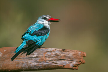Woodland kingfisher standing on a log after bath in Greater Kruger National park, South Africa ;...