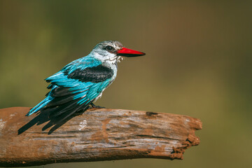 Woodland kingfisher standing on a log after bath in Greater Kruger National park, South Africa ; specie Halcyon senegalensis family of Alcedinidae