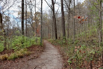 The trail in the forest on a cloudy autumn day.