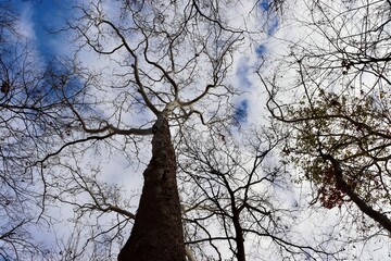 A view under the bare trees in the forest.