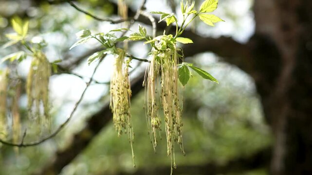 Hanging inflorescences of a flowering boxelder maple tree. Acer negundo in spring