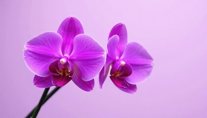 Exquisite purple orchid isolated on a plain background, highlighting its uniqueness, flowers, , exotic flowers