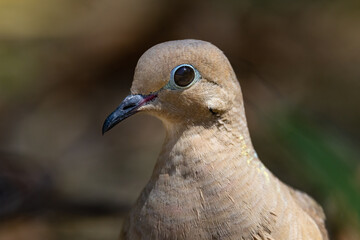 Dove head shot up close face detail