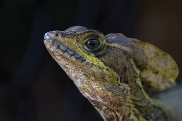 Basilisk Jesus Christ Lizard up close face detail