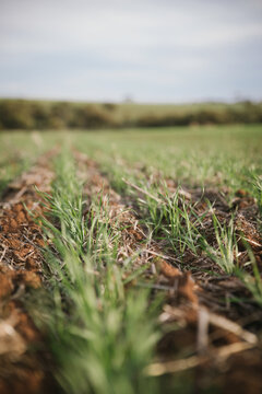 Closeup of seedling wheat crop in the Wheatbelt of Western Australia