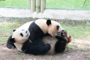 Fototapeta premium Two Playful Pandas, Yu Ai and Yu Ke, Chongqing