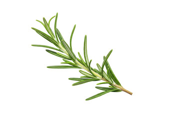 Fototapeta premium Fresh rosemary sprig isolated on white background