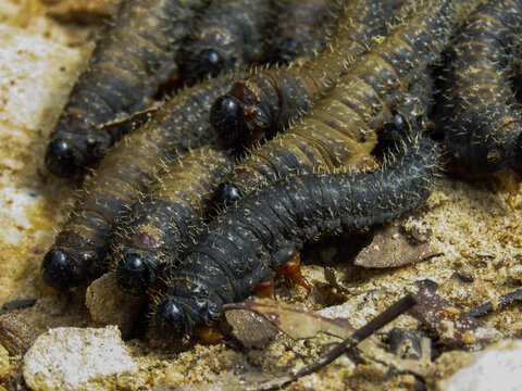 Sawfly larvae swarm on the move on a sandy path