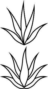 recommend clip art: Aloe vera outline art vectors and Set of black aloe vera icon silhouette collections