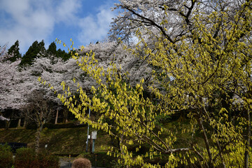 樹木公園のトサミヅキ