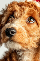 Fototapeta premium Brown poodle wearing Christmas hat on white background