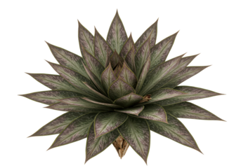 Ornate rosette plant isolated on white background