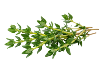 Fresh Thyme Sprigs isolated on white background