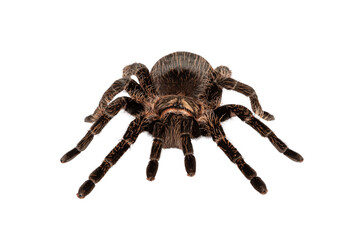Front view of female adult Curly Hair Tarantula aka Tliltocatl albopilosus, standing. Isolated cutout on a transparent background.