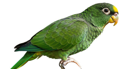 Isolated Green Parrot