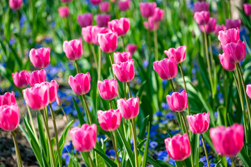 Obraz premium In spring, the pink tulips bloom in the park