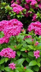 Fototapeta premium Vibrant pink flower clusters emerge from lush green foliage, blooming profusely, garden, blossom
