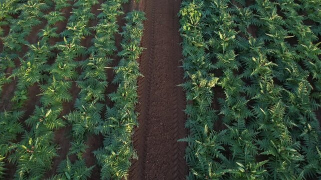 Aerial video documentation of an artichoke field in Tuscany