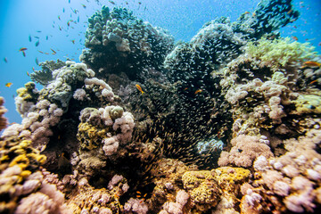 Red Sea | Egypt | Marsa Alam | Hurghada | Scuba | Marine Life | Corals